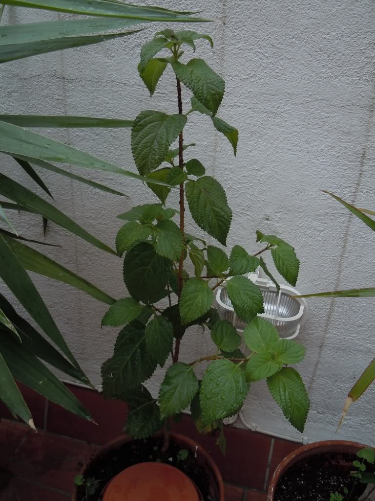 DSCN1946.jpg