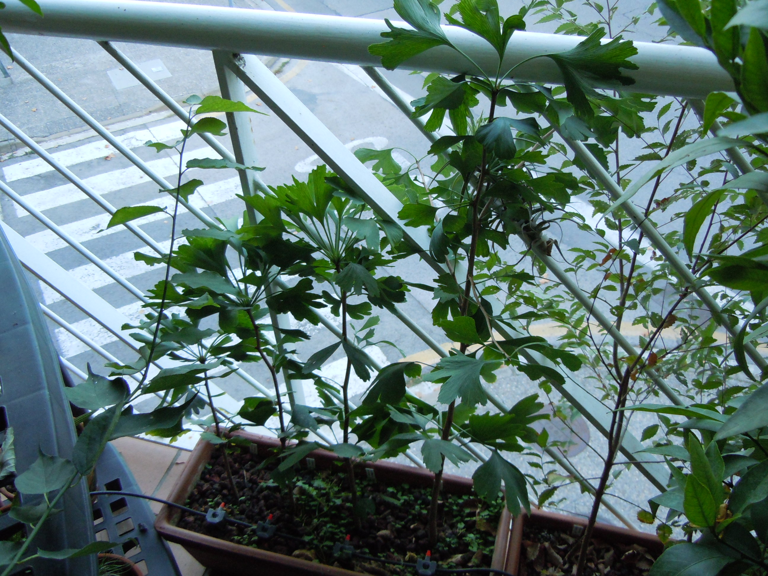 DSCN2004.JPG