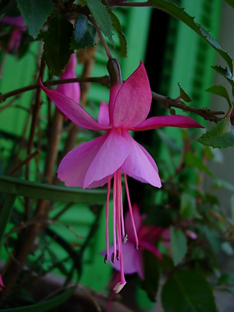 DSCN2015.JPG