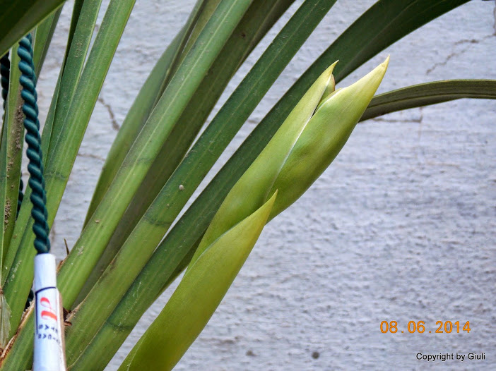 DSCN2033.JPG