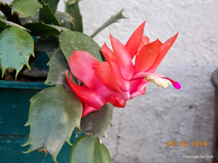 DSCN2045.JPG