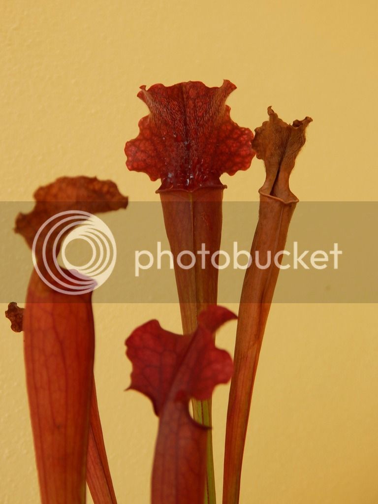 DSCN2045_zpspoyncypn.jpg