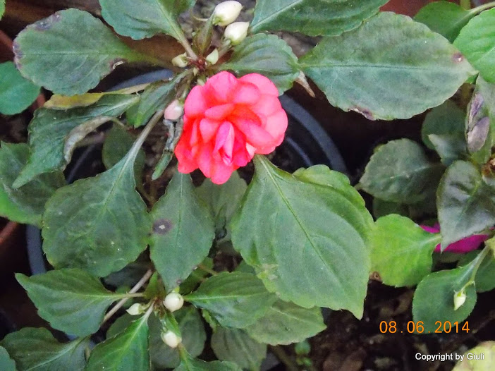 DSCN2046.JPG
