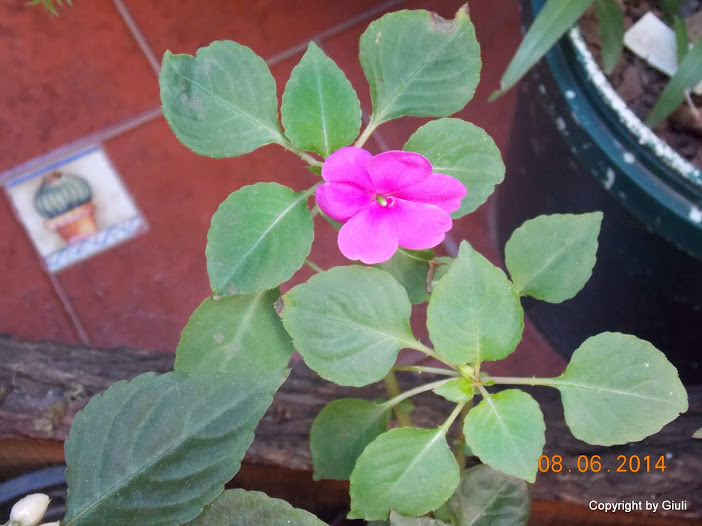 DSCN2047.JPG