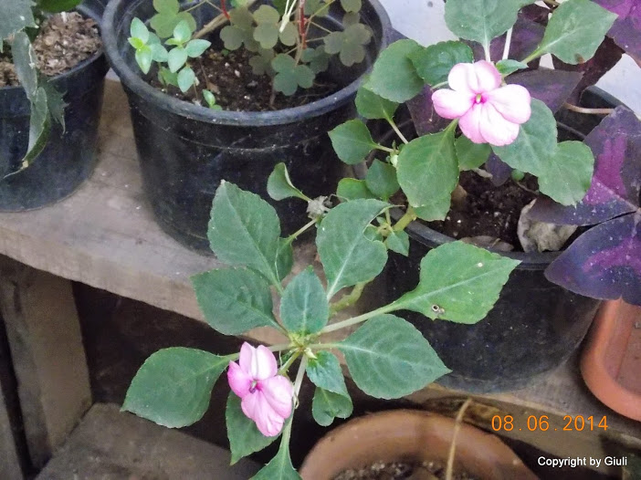 DSCN2049.JPG