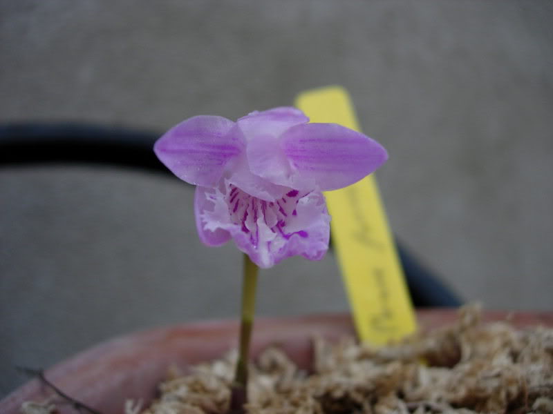 DSCN2051.jpg