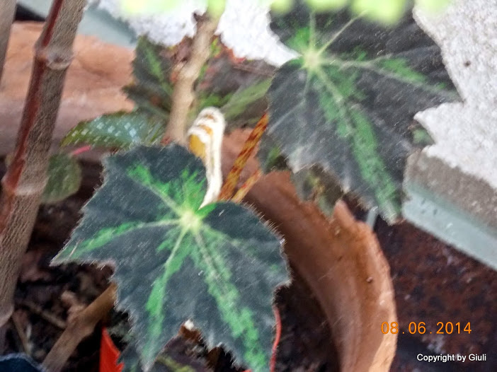 DSCN2051.JPG