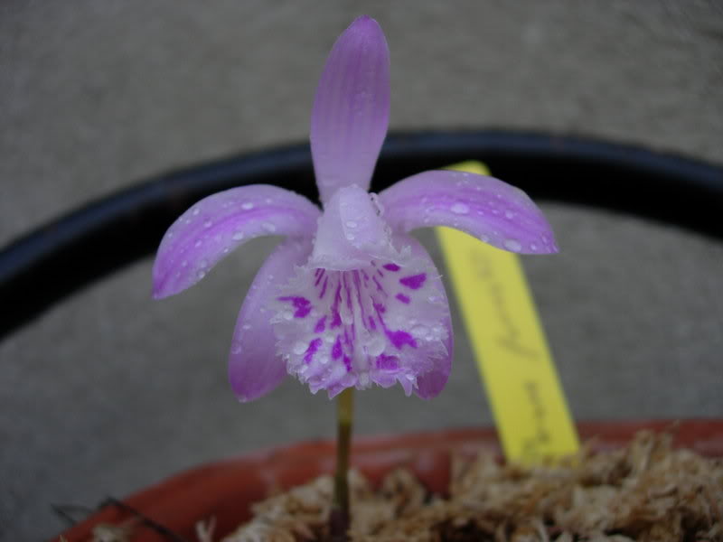 DSCN2061.jpg