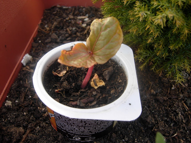 DSCN2068.JPG
