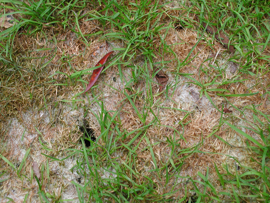 DSCN2121.jpg