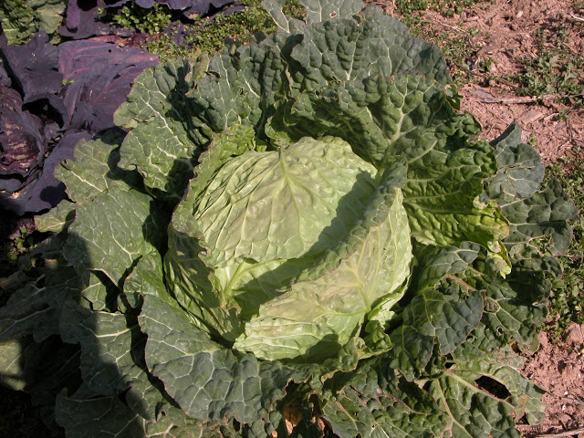 DSCN2128.JPG