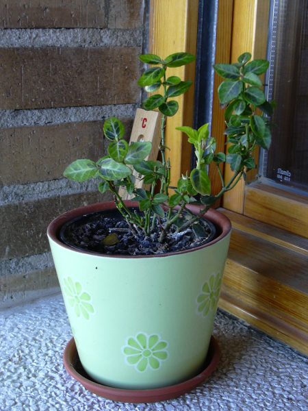 DSCN2135.JPG
