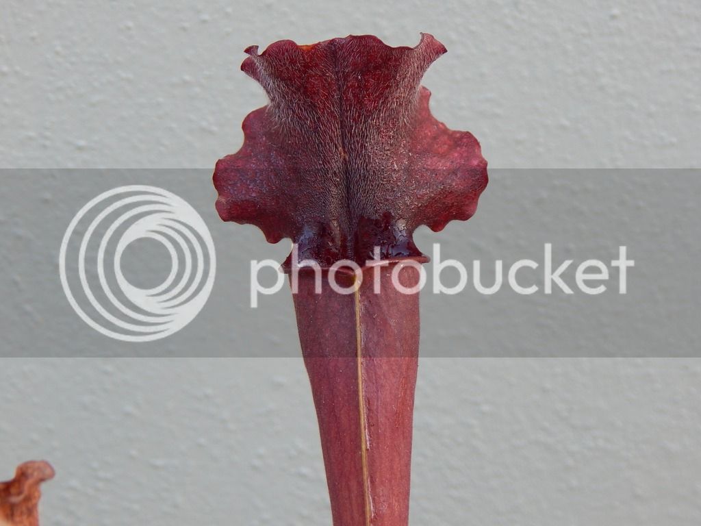 DSCN2189_zpsqmsmsqgv.jpg