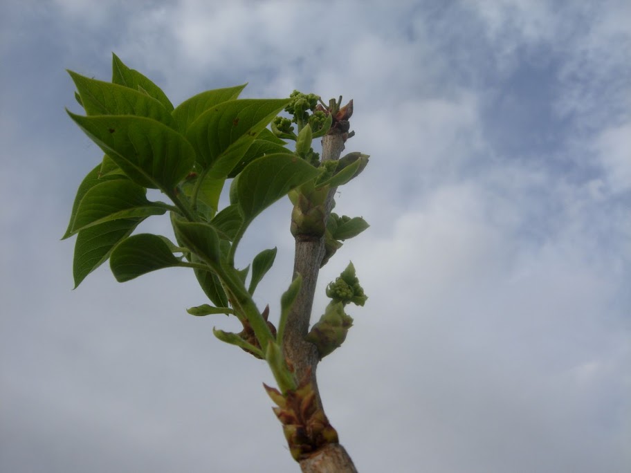 DSCN2234.JPG