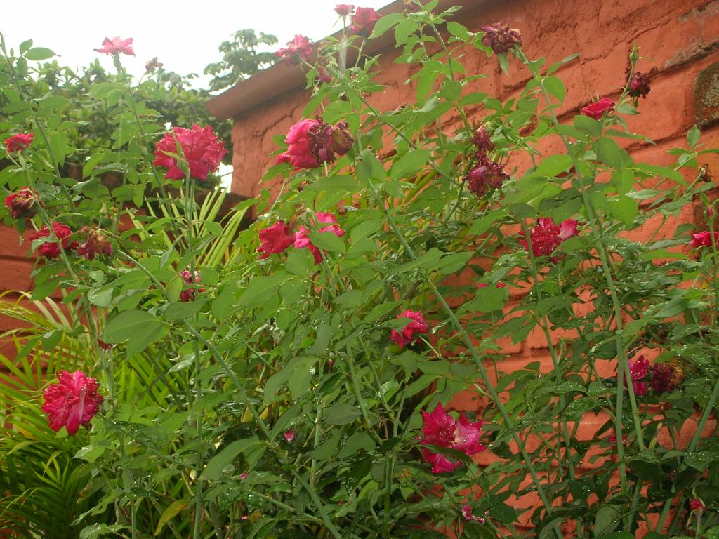 DSCN2235.jpg