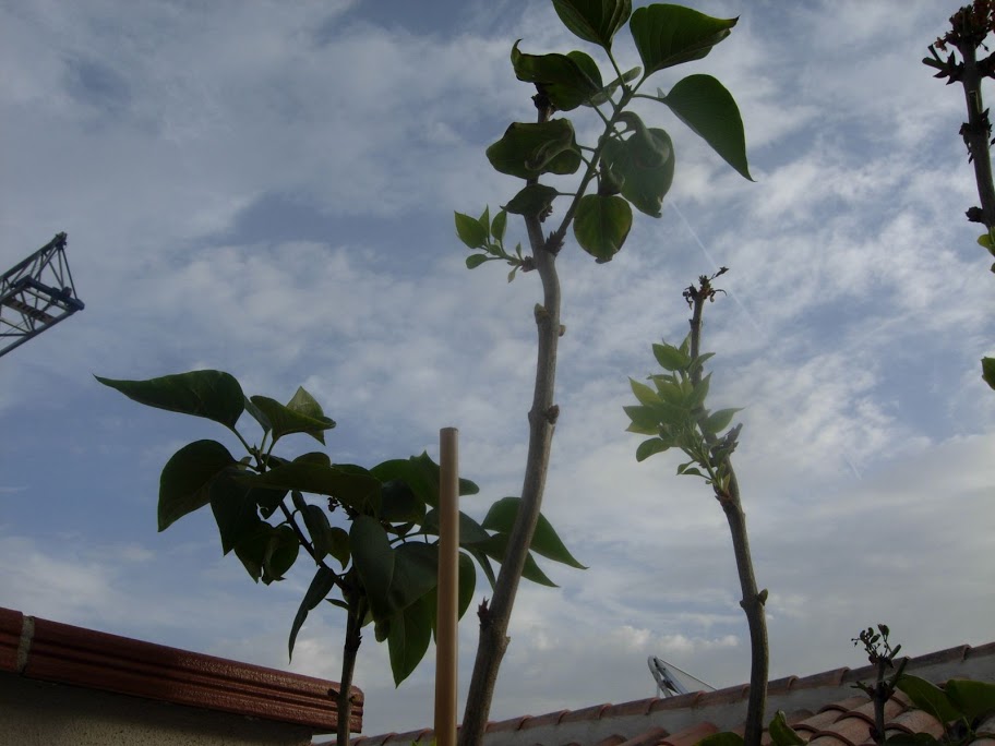 DSCN2238.JPG