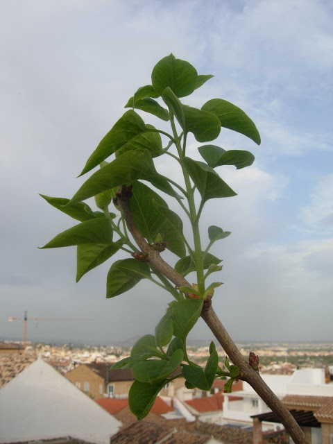 DSCN2239.JPG