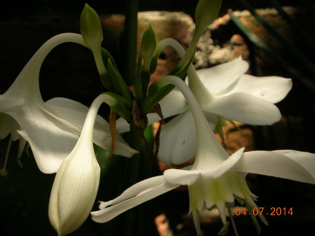DSCN2301.jpg