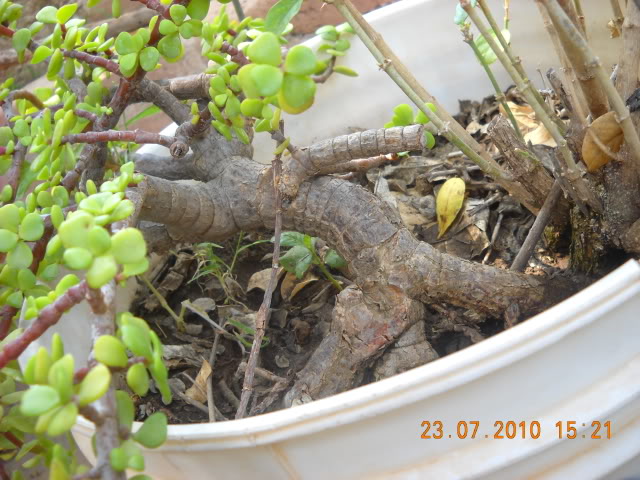 DSCN2315.jpg