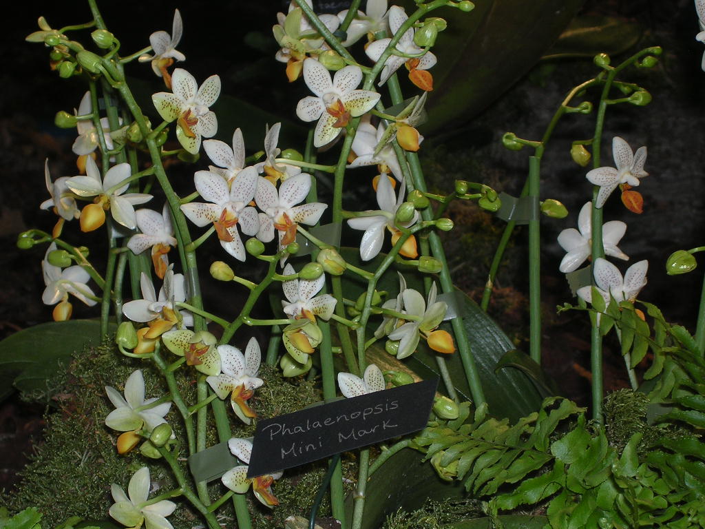 Dscn2342.jpg