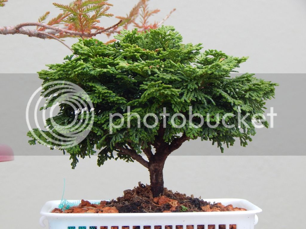 DSCN2367_zps2bpjsvkr.jpg