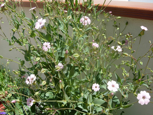 DSCN2406.JPG