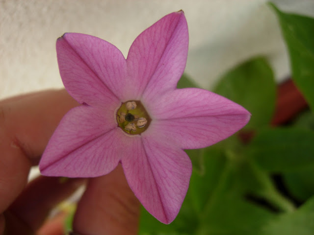 DSCN2415.JPG