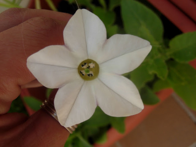 DSCN2417.JPG
