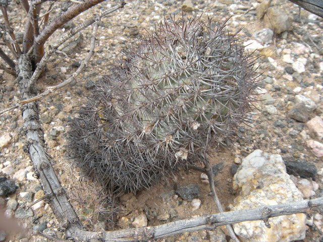 DSCN2431.JPG