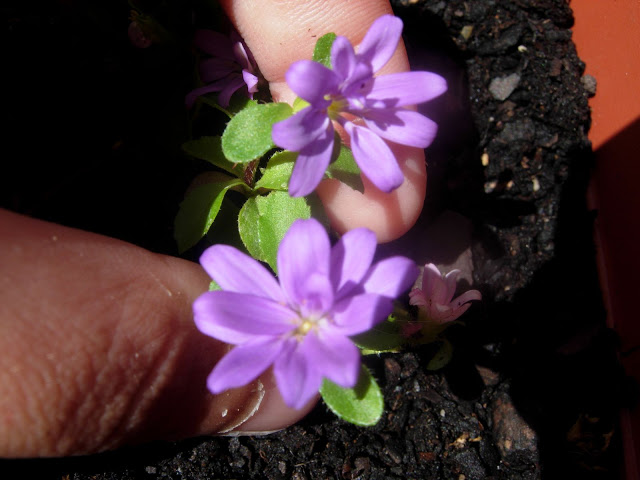 DSCN2436.JPG