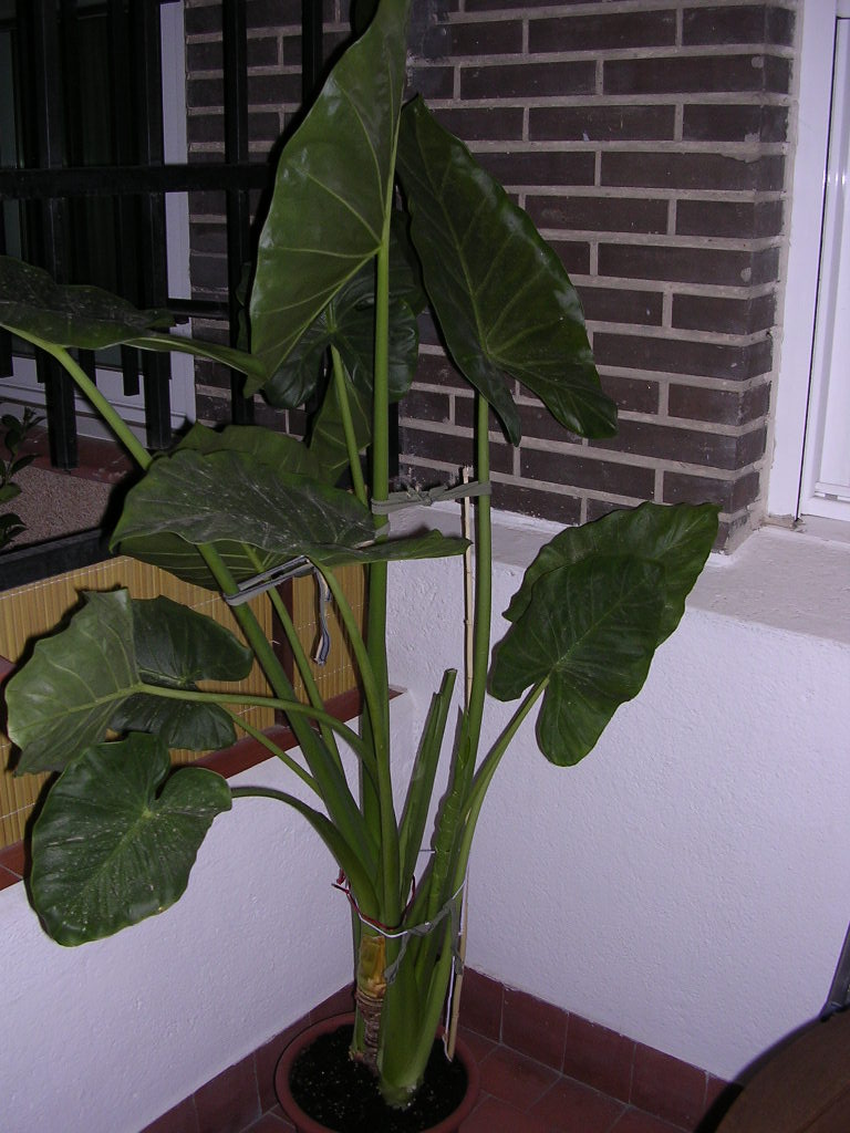 DSCN2440.JPG