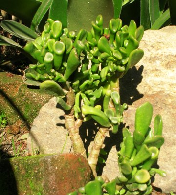 DSCN2446.JPG