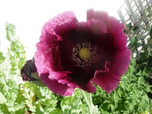 DSCN2472.JPG
