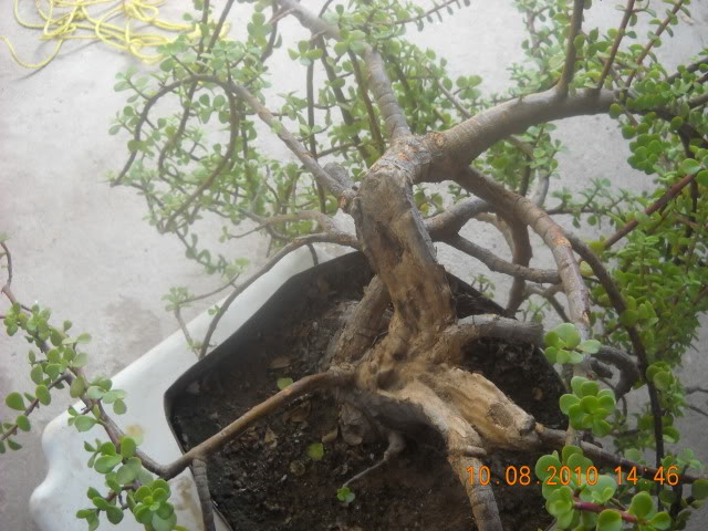 DSCN2512.jpg
