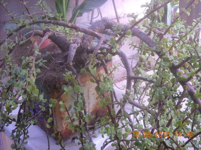 DSCN2513.jpg
