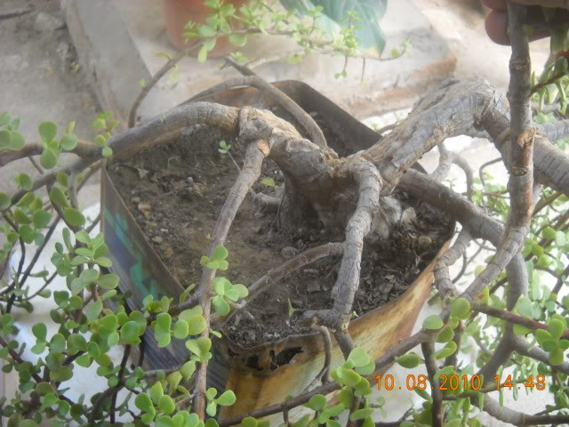 DSCN2517.jpg