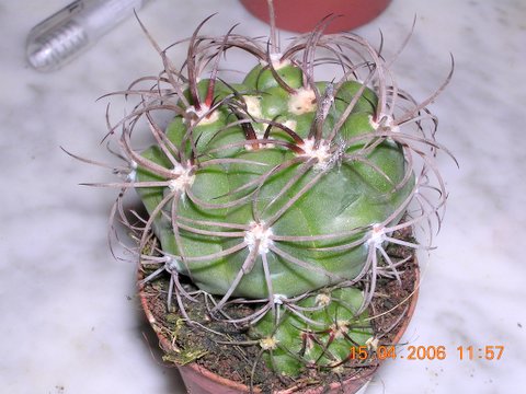 DSCN2554%7E0.JPG