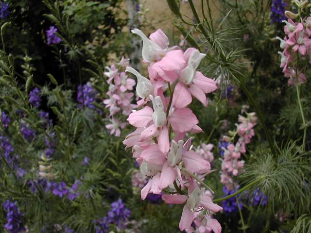 DSCN2567.jpg