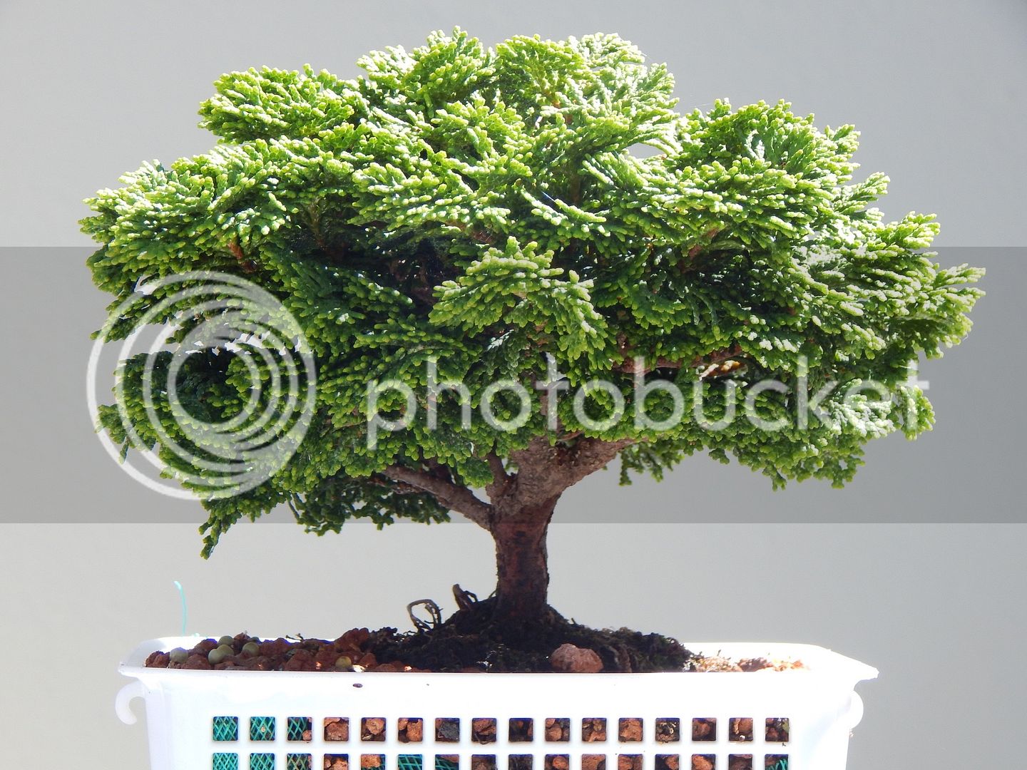 DSCN2571_zpsgirfm1tn.jpg