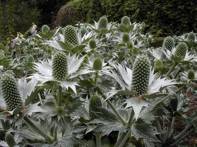 DSCN2574.jpg