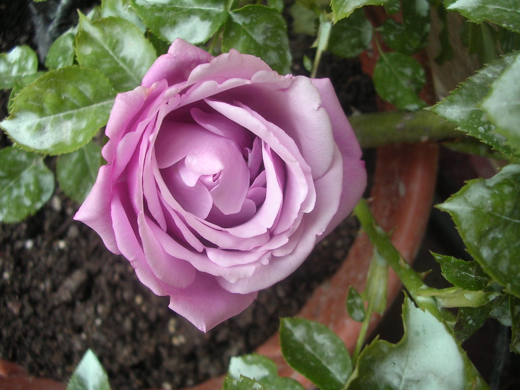 DSCN2586.JPG