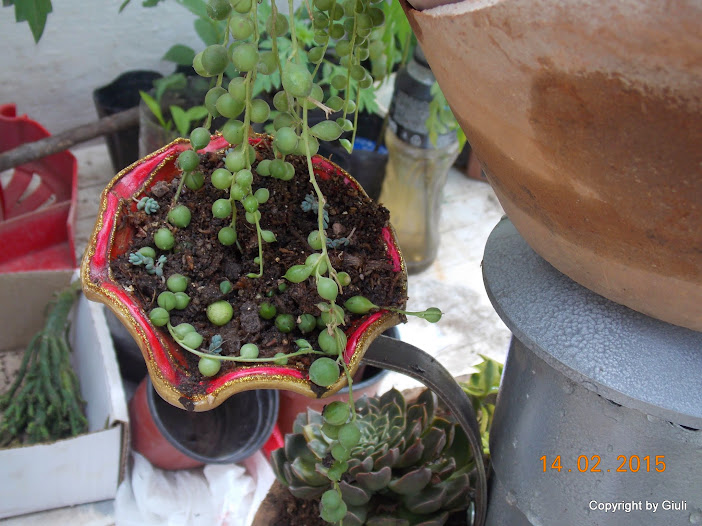 DSCN2798.JPG