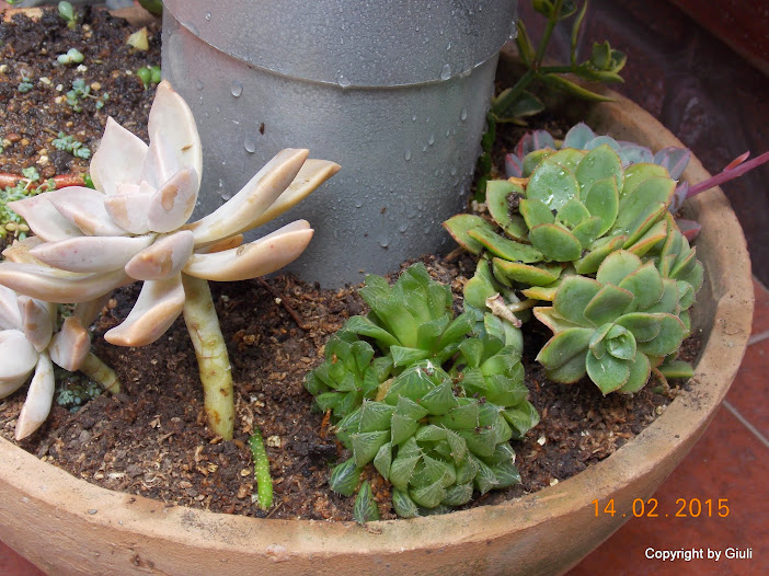 DSCN2808.JPG