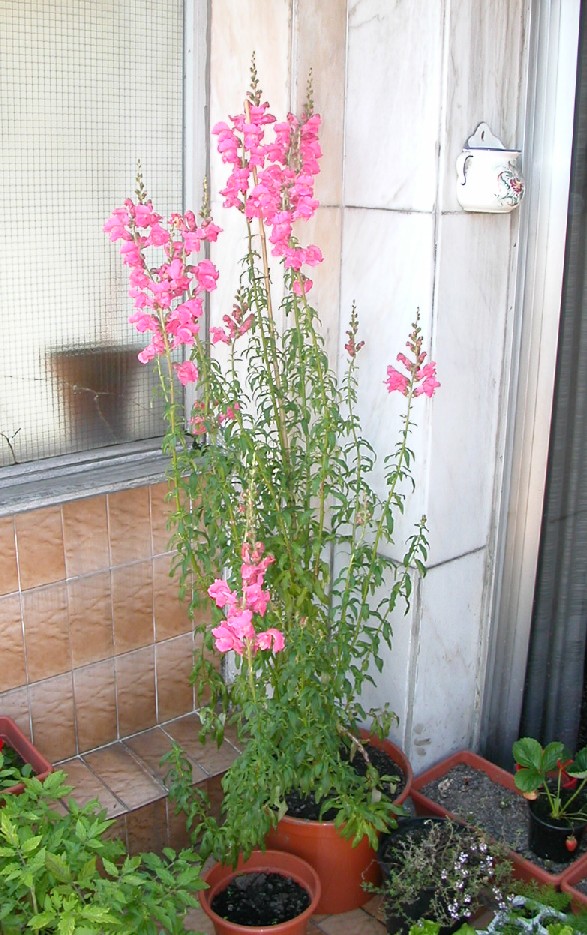 DSCN2811.JPG