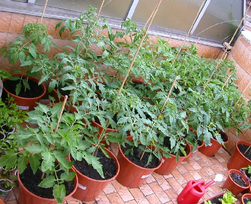 DSCN2836.JPG