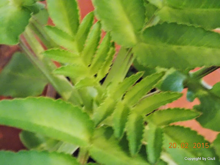 DSCN2853.JPG