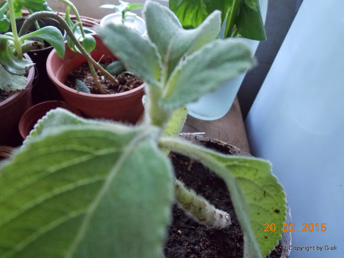 DSCN2867.JPG