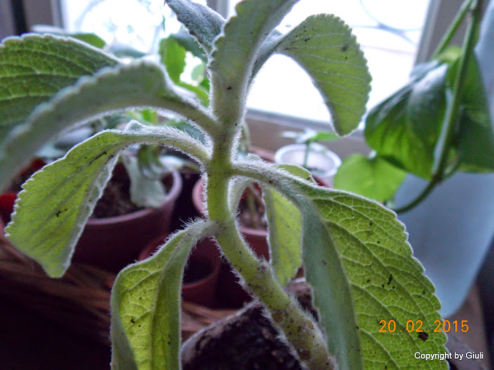 DSCN2868.JPG