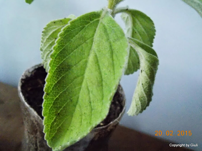 DSCN2869.JPG