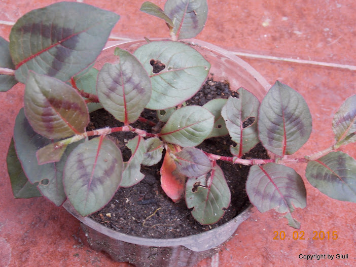 DSCN2879.JPG